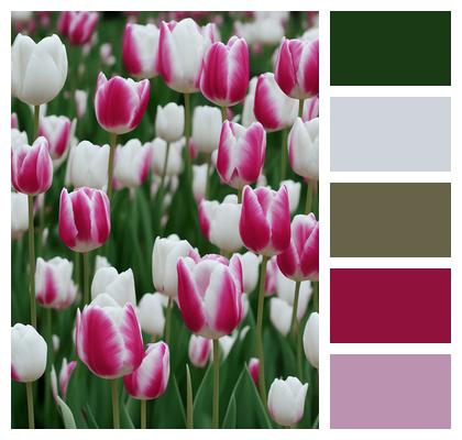 Tulips Ai Generated White Tulip Image